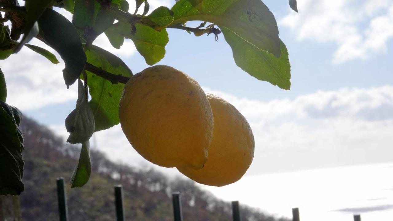 La Casa Dei Limoni